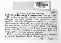 Hendersonia araucariae image